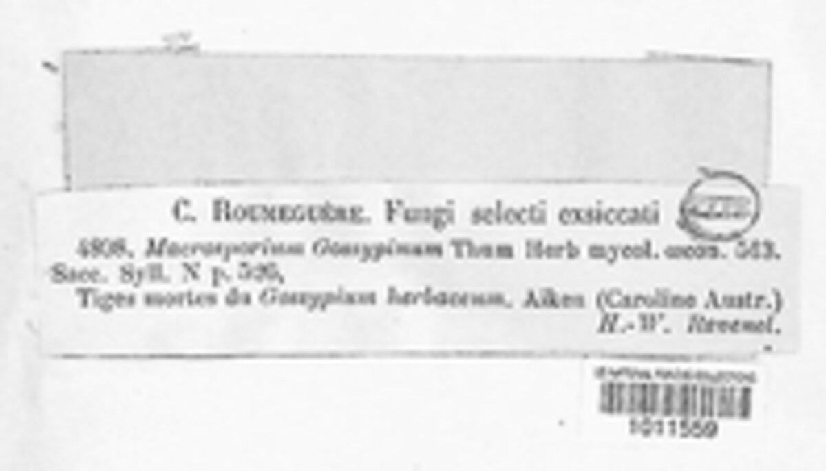 Alternaria gossypina image